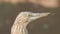 Eurasian bittern. Eurasian Great Bittern Botaurus Stellaris standing and looking around, showing its long neck at the frozen ice