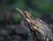 The Eurasian bittern or great bittern Botaurus stellaris