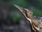 The Eurasian bittern or great bittern Botaurus stellaris