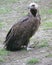 Eurasian Black Vulture 1