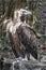 Eurasian black vulture 9