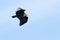Eurasian Black Vulture, Monk vulture, in flight