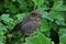 Eurasian Blackbird Baby.