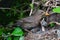 Eurasian blackbird female at nest feeding chicks