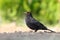 Eurasian Blackbird - female Turdus merula