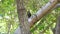 Eurasian Blackbird perched on tree