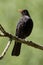 Eurasian blackbird perching on tree branch, Turdus merula