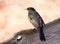 Eurasian Blackbird sitting on a wooden fence