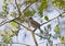 Eurasian blackcap