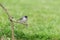 Eurasian blackcap bird