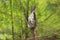 Eurasian Blackcap on Mist Net