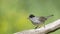 Eurasian Blackcap sitting on a stick and singing.