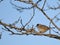 Eurasian blackcap Sylvia atricapilla