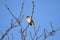 Eurasian blackcap Sylvia atricapilla