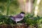 Eurasian blackcap (Sylvia atricapilla