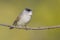 Eurasian Blackcap - Toutinegra de barrete preto - Sylvia atricapilla