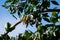 Eurasian Blackcap Warbler bird, feeding on berries in a tree in a garden in Malta.