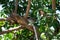 Eurasian Blackcap Warbler bird, feeding on berries in a tree in a garden in Malta.