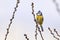 Eurasian blue tit bird sitting on a catkin or ament flower