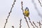 Eurasian blue tit bird sitting on a catkin or ament flower and sing