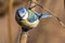 Eurasian blue tit  on a branch, a small passerine bird. Blurred background.