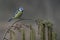 Eurasian Blue Tit Cyanistes caeruleus on a branch European alder Alnus glutinosa tree