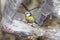 Eurasian blue tit, Cyanistes caeruleus, close-up portrait at bird feeder made from plastic bottle, selective focus