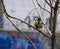 Eurasian blue tit Cyanistes caeruleus. Single bird perching on a branch in a warm December day. Beautiful small bird, waiting fo