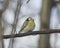 Eurasian blue tit, Cyanistes caeruleus, sitting in branches, closeup portrait, selective focus, shallow DOF