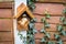 A Eurasian blue tit feeding on an ornate suet ball feeding station with ivy crawling up the fence behind