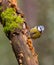 Eurasian Blue Tit on moss log