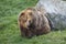 Eurasian Brown Bear