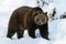 Eurasian brown bear