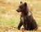 Eurasian brown bear cub (Ursus arctos arctos)