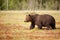 Eurasian brown bear male crossing a swamp