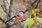 Eurasian Bullfinch