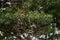 Eurasian bullfinch birds on tree. Pyrrhula pyrrhula