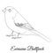 Eurasian bullfinch cartoon bird coloring