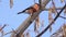 Eurasian bullfinch or common bullfinch Pyrrhula pyrrhula eats ash seeds