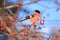 Eurasian bullfinch eating an crab apples.