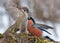 Eurasian Bullfinch and Eurasian tree sparrow fights for their lives near the feeder in cold