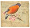 Eurasian Bullfinch - An hand painted vector