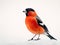 Eurasian bullfinch isolated in white