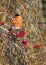 Eurasian bullfinch male eating viburnum, macro, vertical