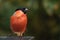 Eurasian Bullfinch, male, Pyrrhula pyrrhula on a green background