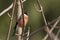 Eurasian bullfinch perched on a branch , Vosges, France