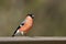 Eurasian bullfinch perched on a branch , Vosges, France