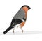 Eurasian Bullfinch - Pyrrhula pyrrhula