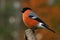 Eurasian  Bullfinch Pyrrhula pyrrhula male perched in a tree