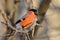 Eurasian bullfinch screaming while sitting on a branch of an apple tree in the park at dawn.